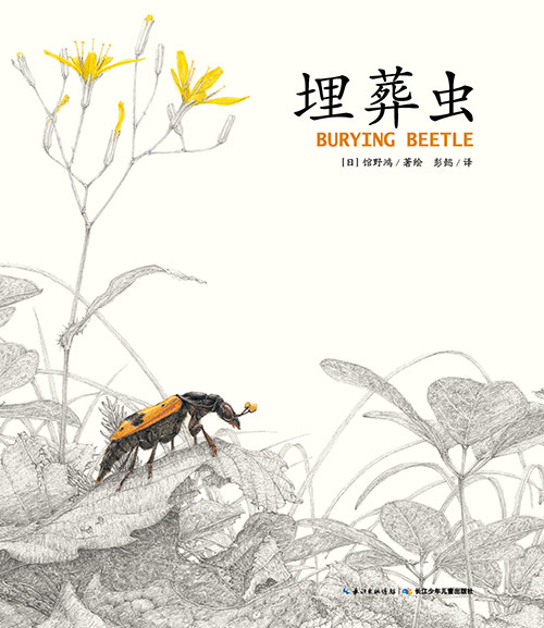 《埋葬虫》绘本简介
